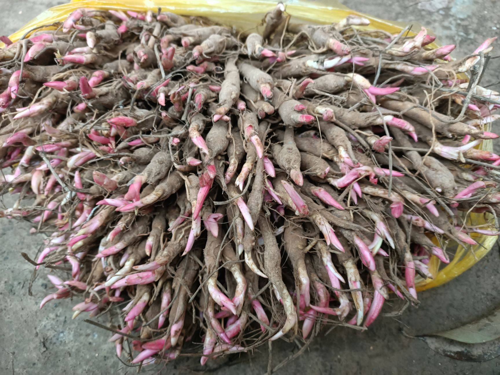 白芍苗田间管理技术白芍苗亳州富家合作社供应