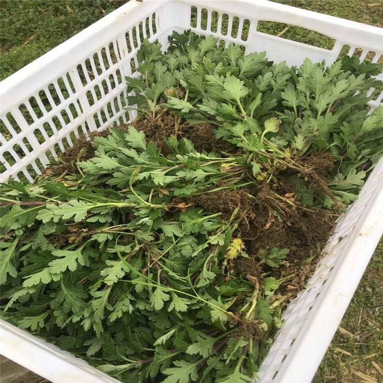 菊花苗老苗好还是小苗好