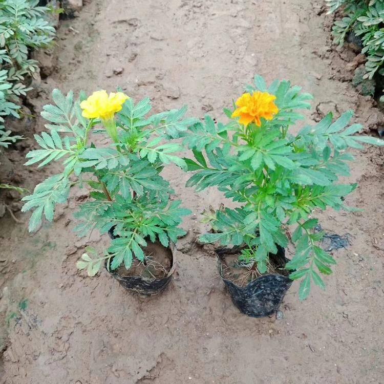 菊花苗老苗好还是小苗好