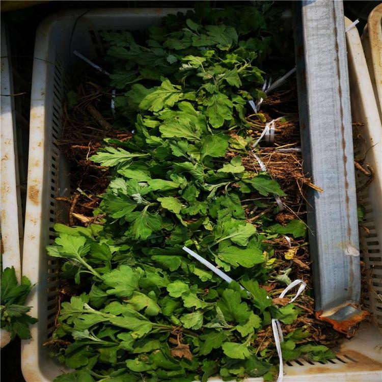 菊花苗怎么样种植成活率高