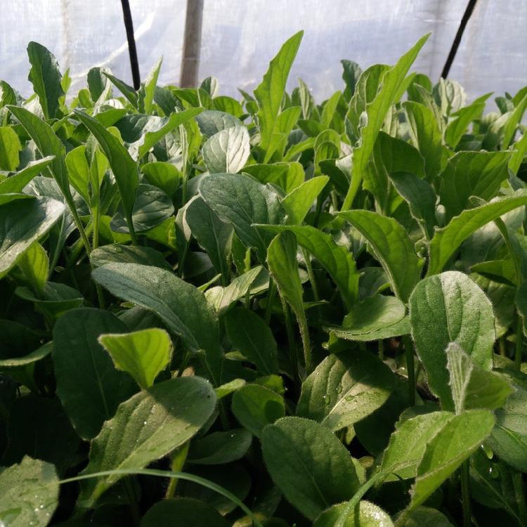 菊花苗什么时间播种