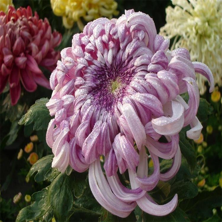 菊花苗怎么样种植成活率高