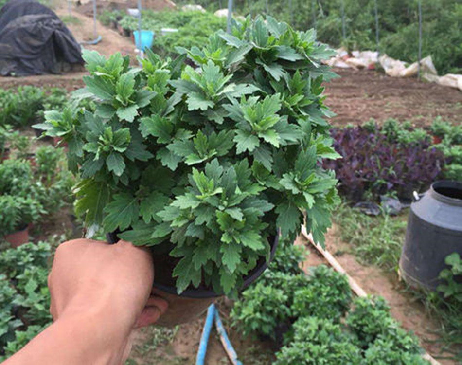 菊花苗价格菊花什么时间种植
