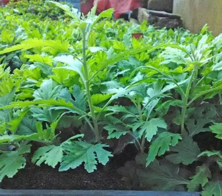 菊花苗价格菊花什么时间种植