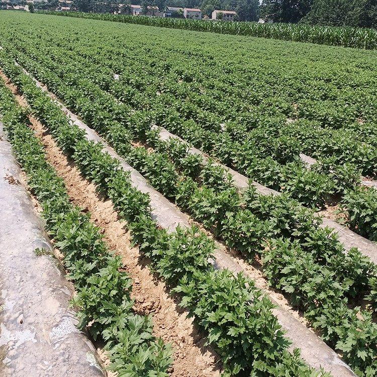 亳州菊花苗价格种植技术
