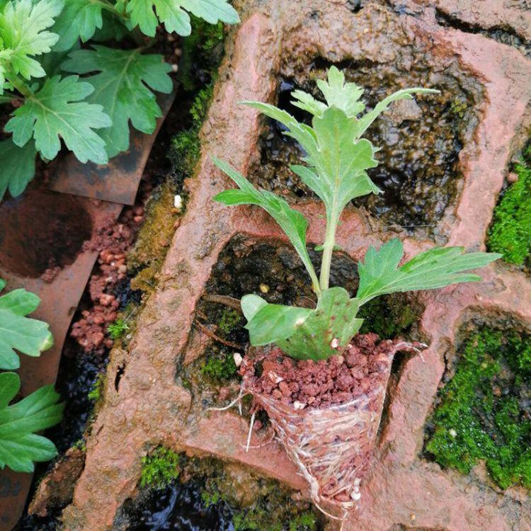 菊花苗批发价格