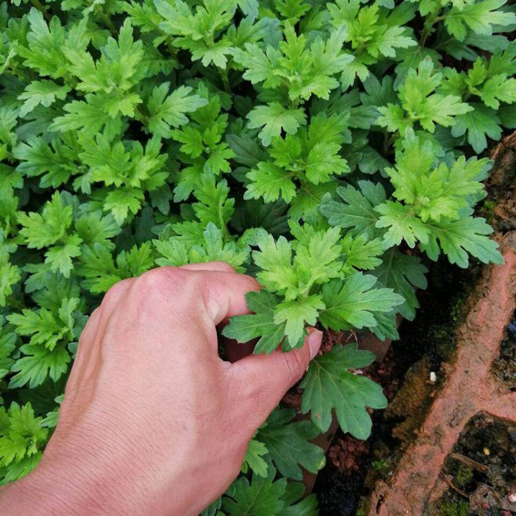 菊花苗如何发芽快菊花苗供应