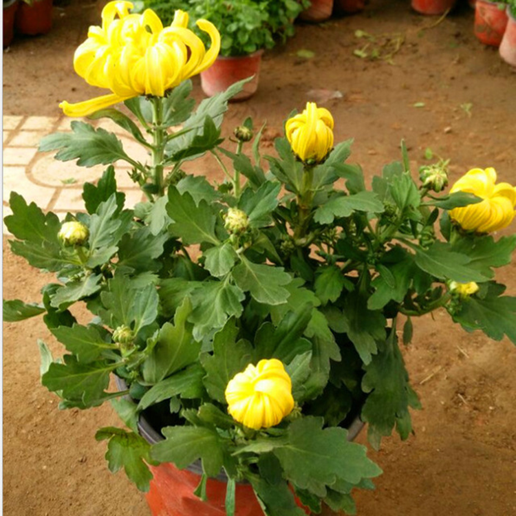 金丝黄菊苗种植全过程菊花苗图片