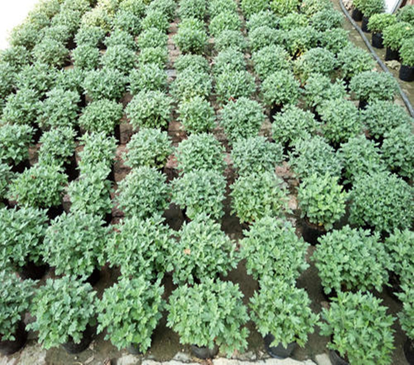 金丝黄菊苗种植栽培技术金丝皇菊苗供应