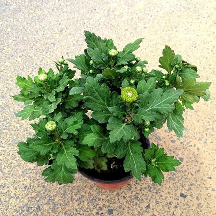 菊花苗1亩地需要多少棵苗
