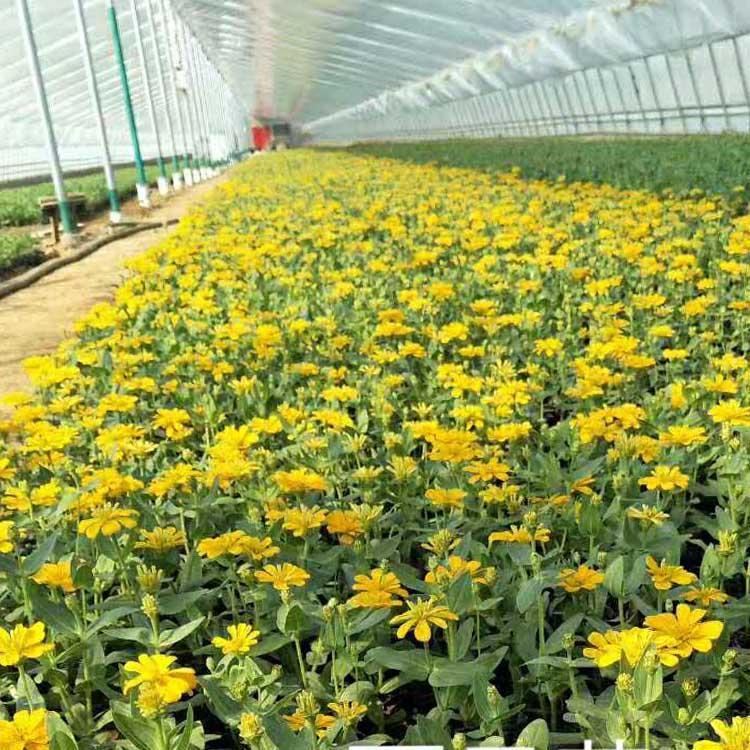 菊花苗1亩地需要多少棵苗