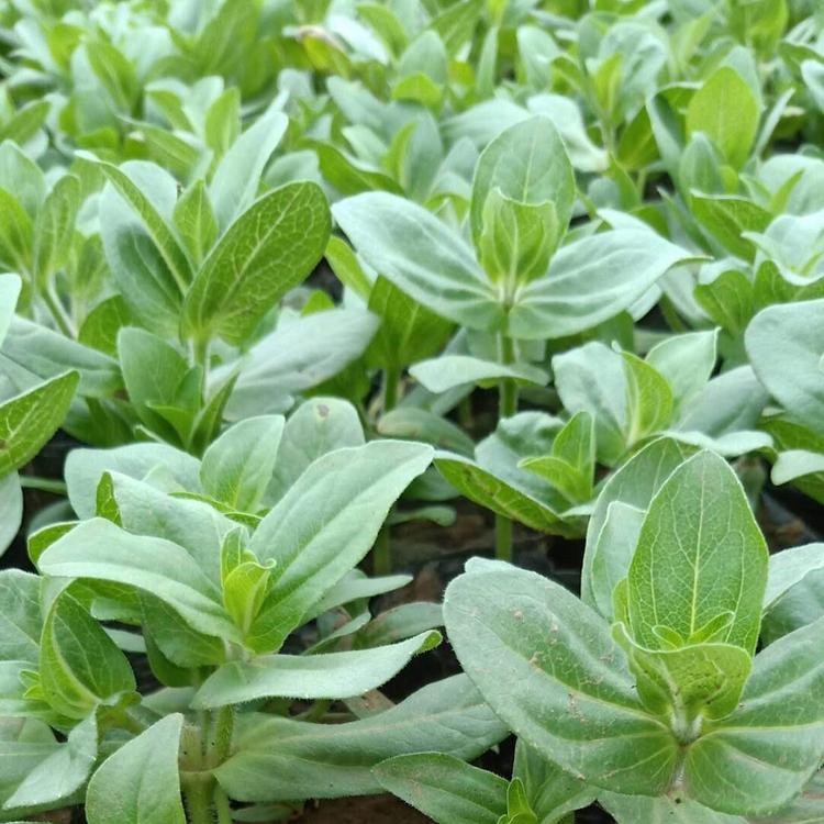 金丝黄菊苗种植栽培技术金丝皇菊苗供应