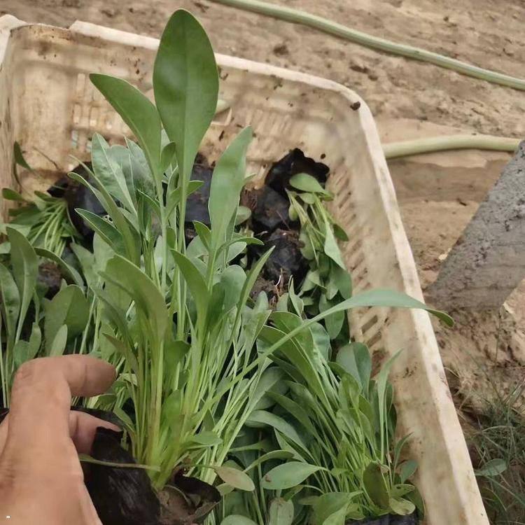 菊花苗亳州万亩基地