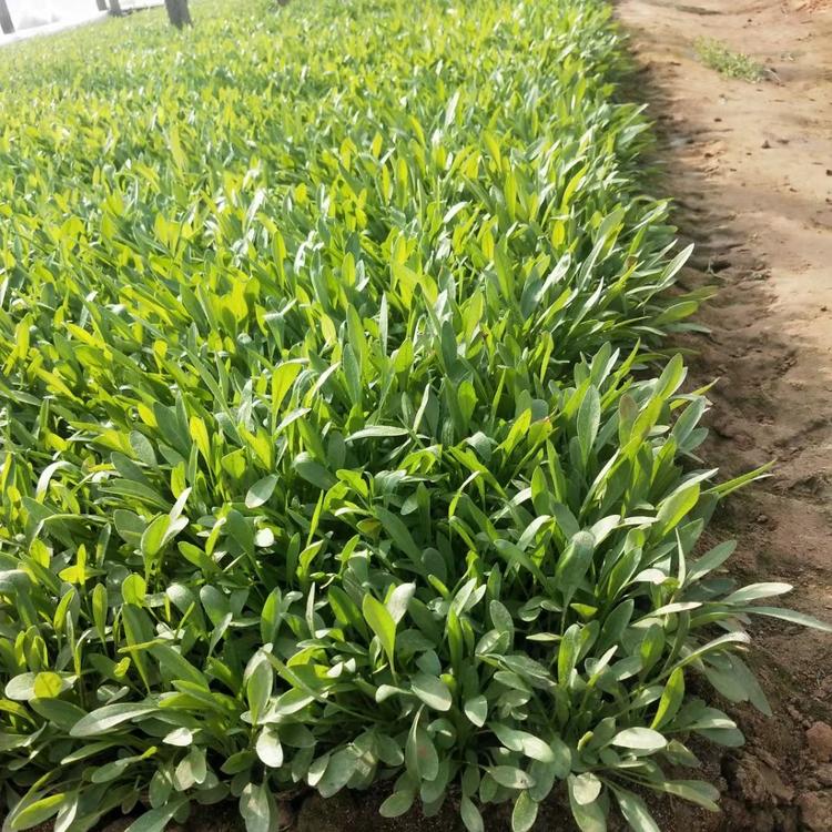 菊花苗药材种植基地