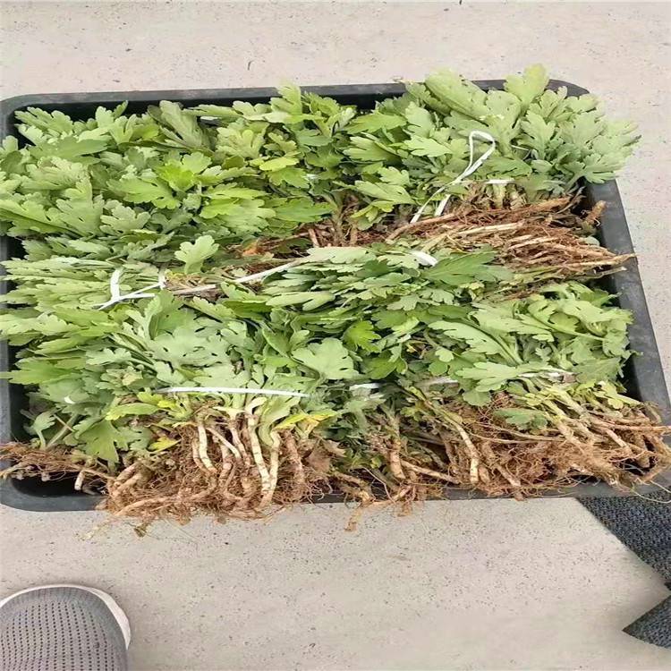 菊花苗价格菊花苗田间管理