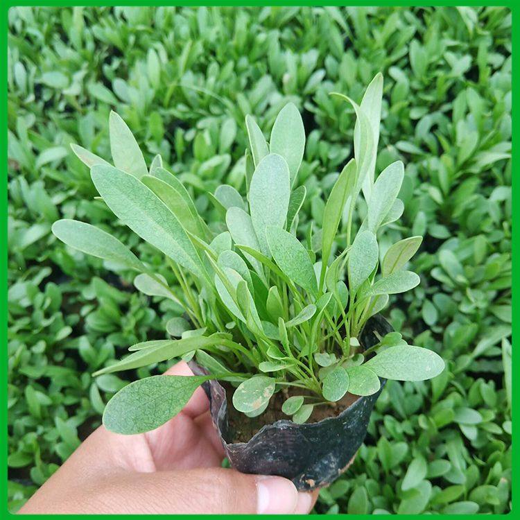 亳州富家合作社菊花苗基地