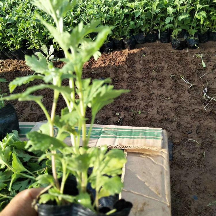 亳州富家合作社菊花苗基地