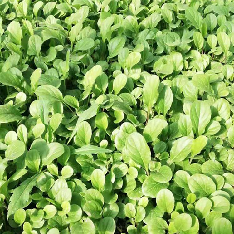 金丝皇菊苗价格菊花苗一亩地需要多少棵