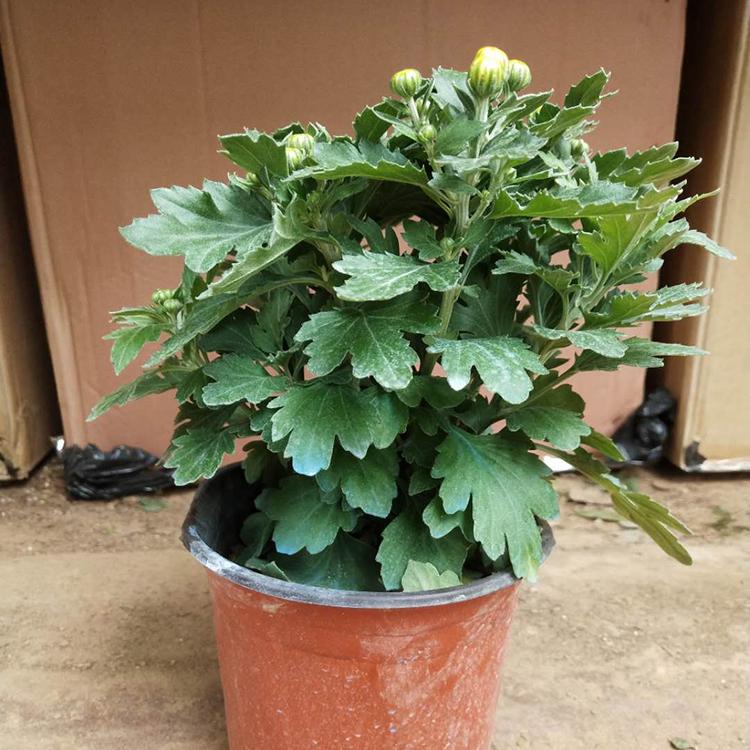 金丝黄菊苗种植全过程