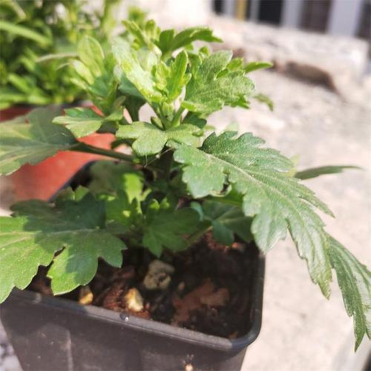 菊花苗批发价格菊花苗产地
