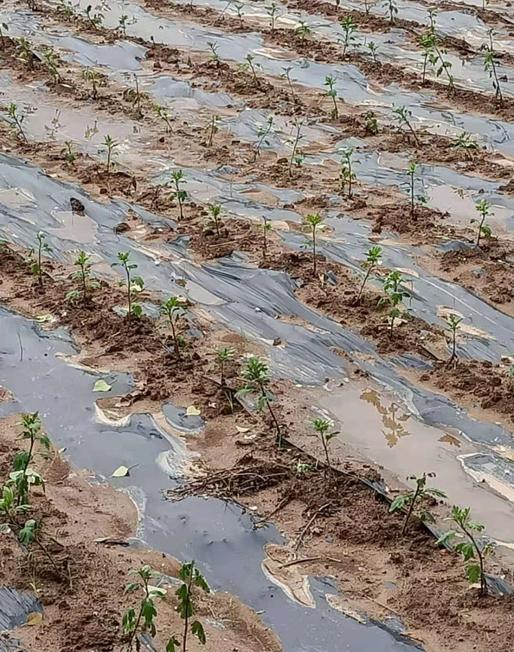 菊花苗促销价格 菊花苗产地货源