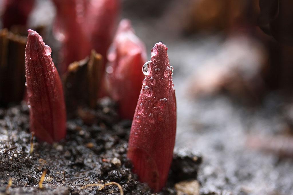 白芍芽除草剂价格