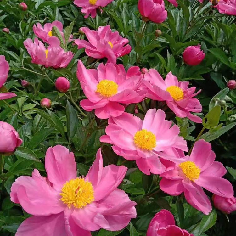 白芍芽培育基地白芍芽未来种植行情