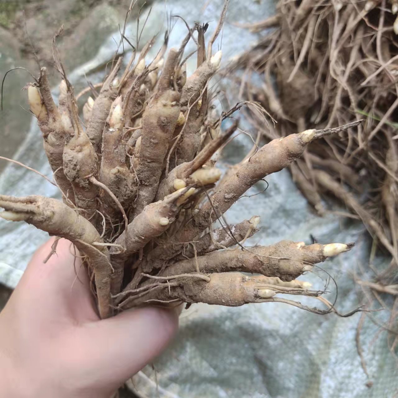 亳州中藥材芍藥種苗培育繁殖基地