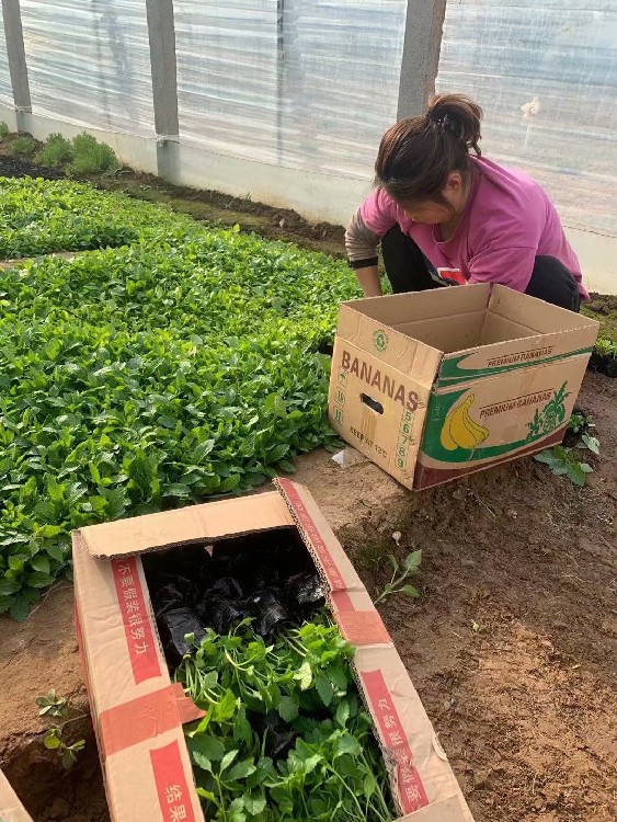 晓敏花卉马鞭草小苗,河北邢台临城县供应马鞭草批发