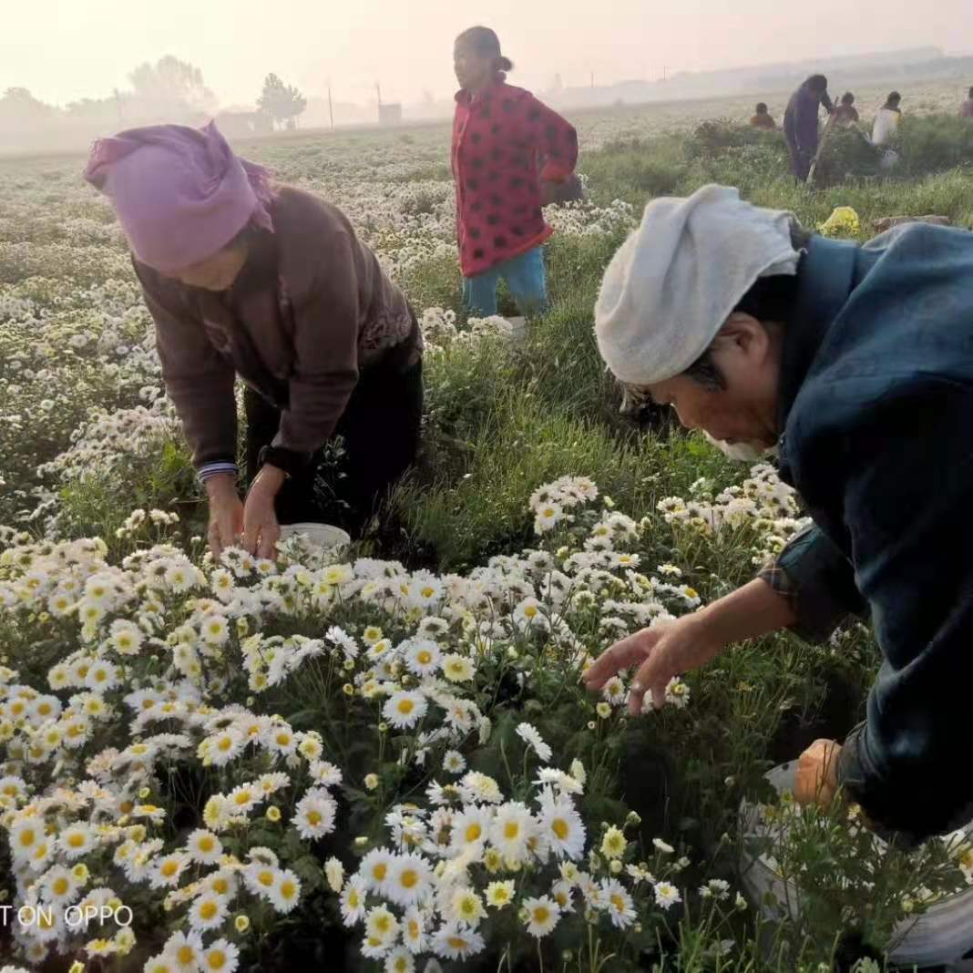 亳州畅农种植苏北菊花种苗提供技术指导