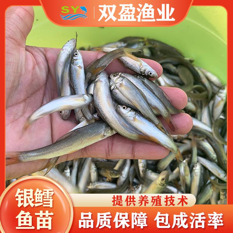 银鳕鱼苗 双盈渔业出售 大鳞鲃银鳕鱼苗 淡水易养殖 可发空运