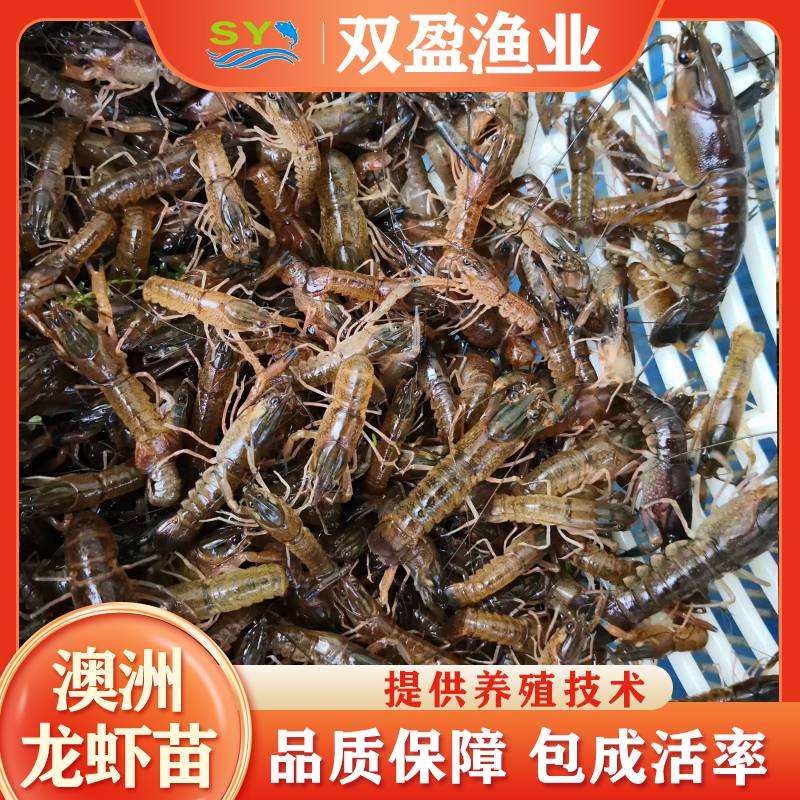 双盈渔业 淡水鲜活水产种苗 澳洲龙虾苗 出售 售后提供养殖技术