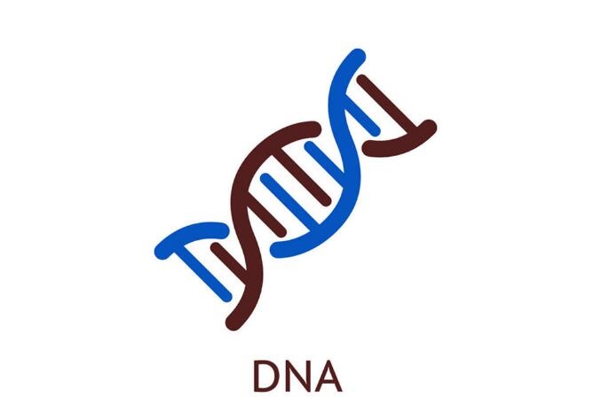 河池动物亲缘关系鉴定需要怎么做 新一代DNA动物测序平台