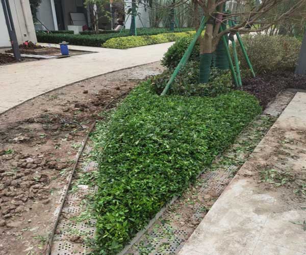 滁州园林绿化养护设计施工