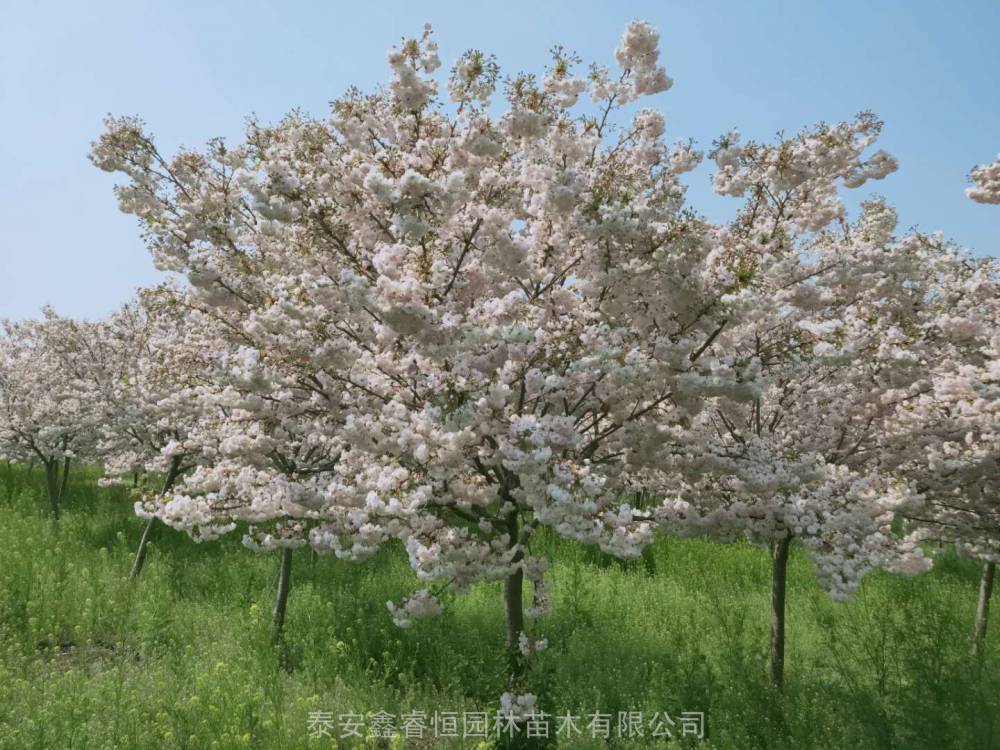 日本晚樱重品种松月樱花树
