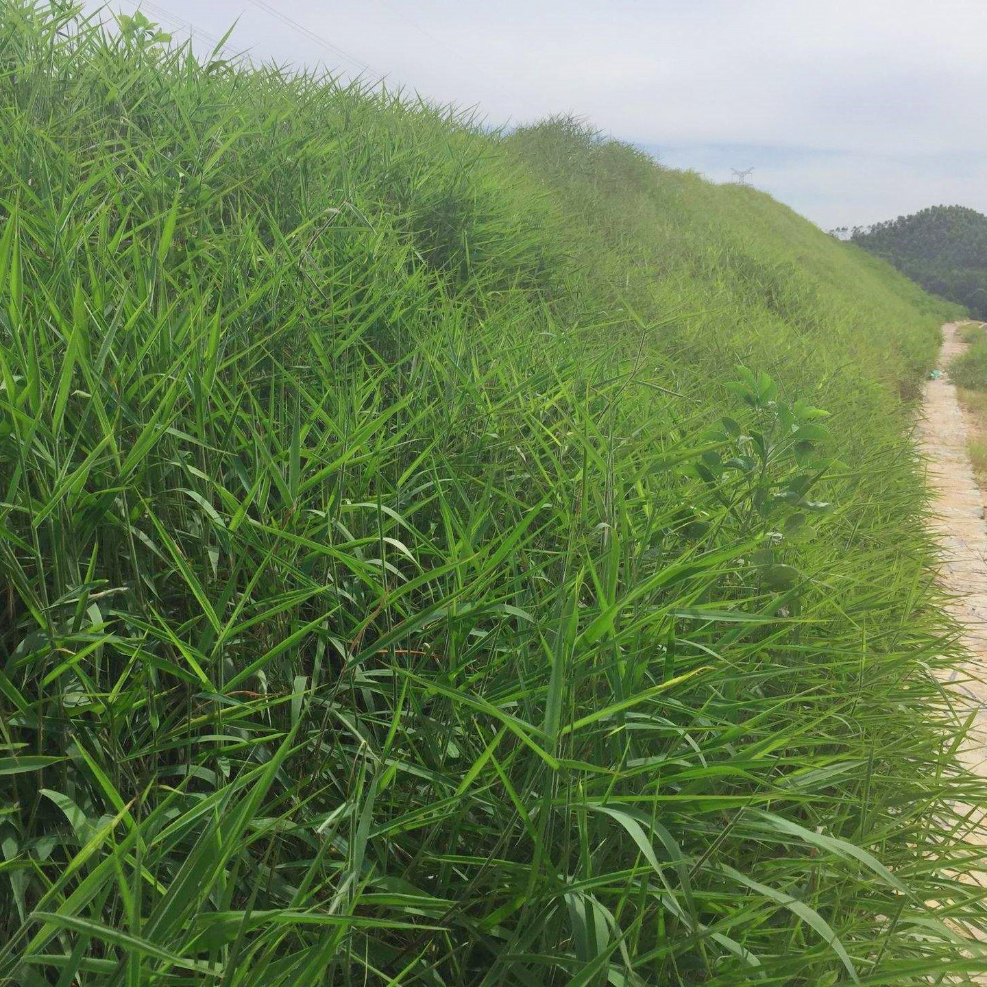 广西糖蜜草种子多年生耐热耐旱草籽边坡绿化常用草种