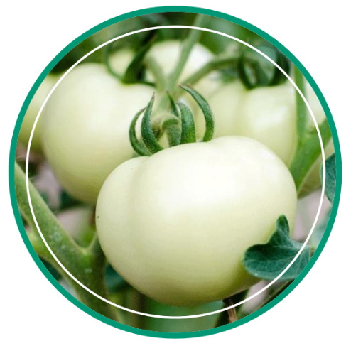 TOMESORAL 水晶番茄提取物 | 番茄粉 | 白番茄粉 | 白番茄提取物
