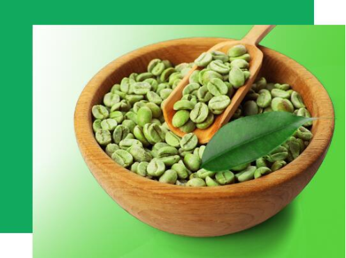 印度绿咖啡粉 | 绿咖啡提取物45% | 印度进口绿咖啡粉