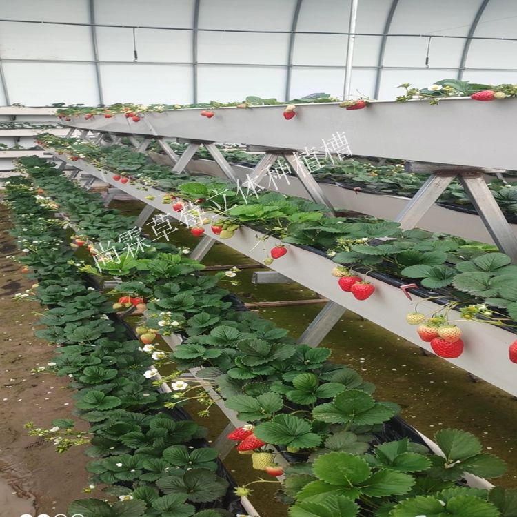 大棚草莓种植槽现代草莓立体种植槽
