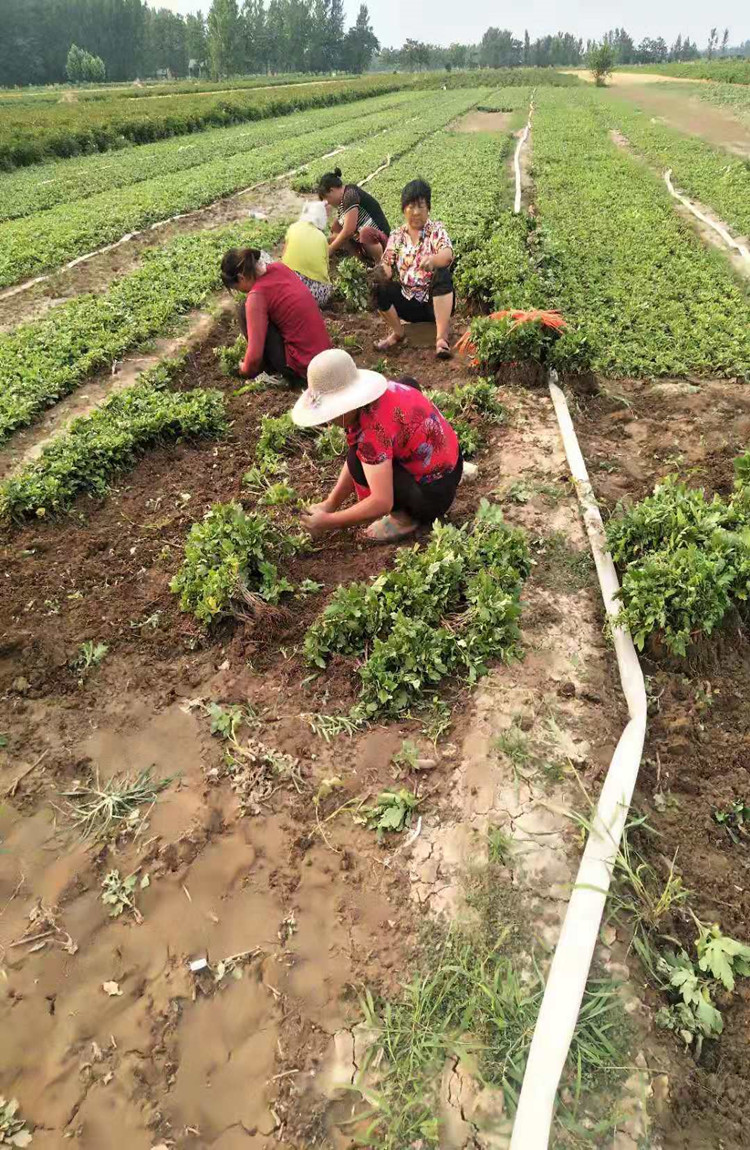 婺源黄菊苗种植一亩地需要多少棵苗