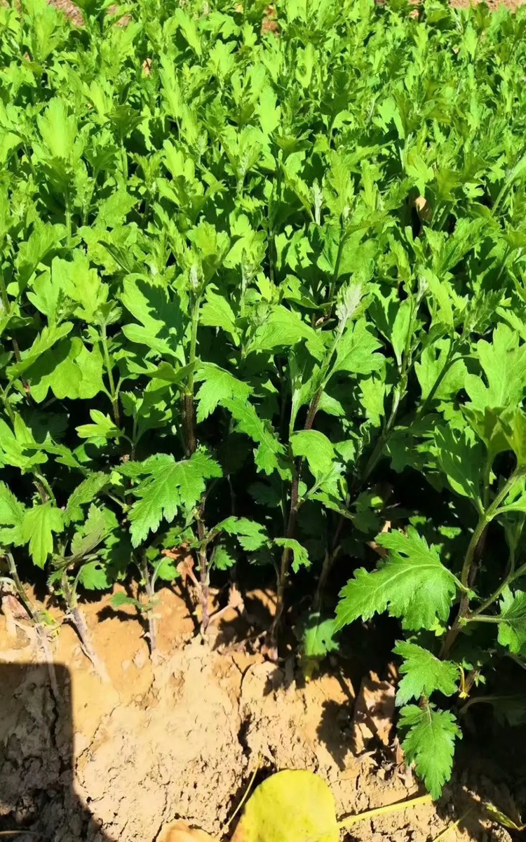 金丝皇菊苗种植时间金丝皇菊苗价格