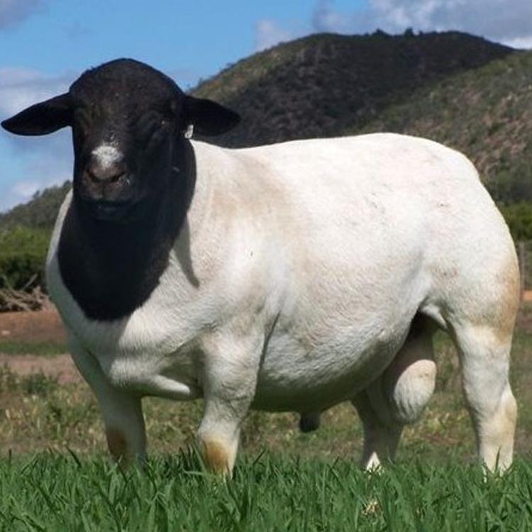萨福克绵羊种羊羊羔 生长快抗病强 饲养简单