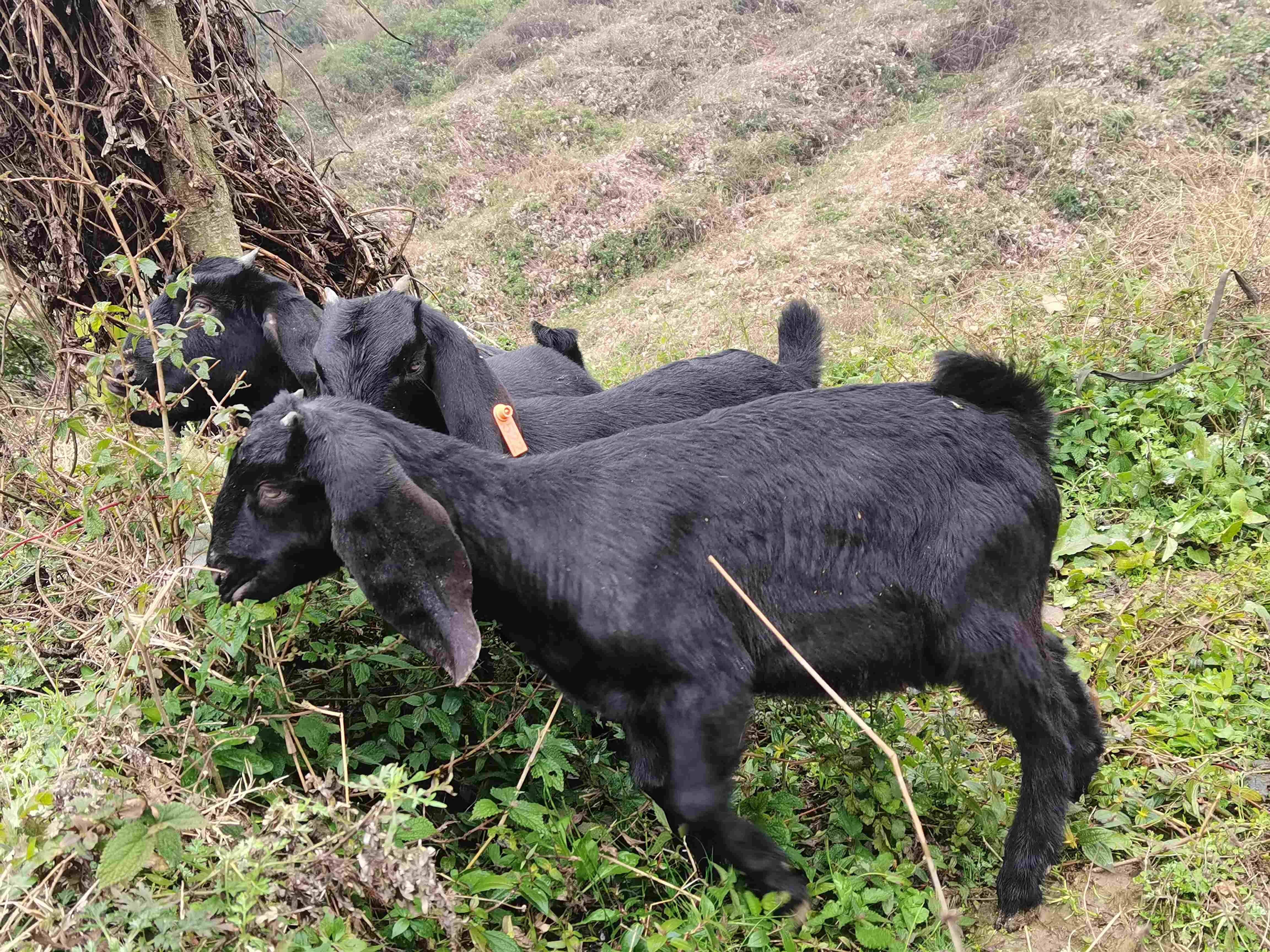 陇南纯种努比亚大耳黑山羊繁育种羊场