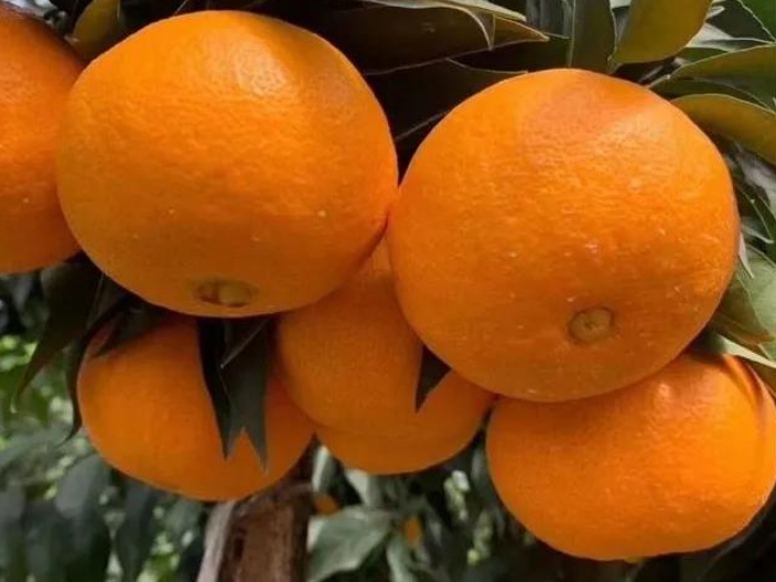 郑州柑橘树苗在哪里买 诚信服务 浙江品禧瑞农业供应