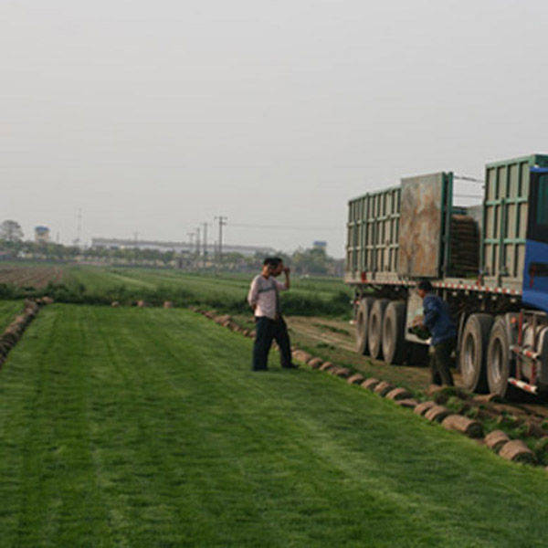 安徽草坪厂家供应
