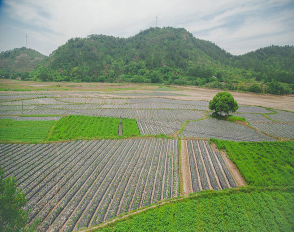 亳州菊花苗小苗培育基地