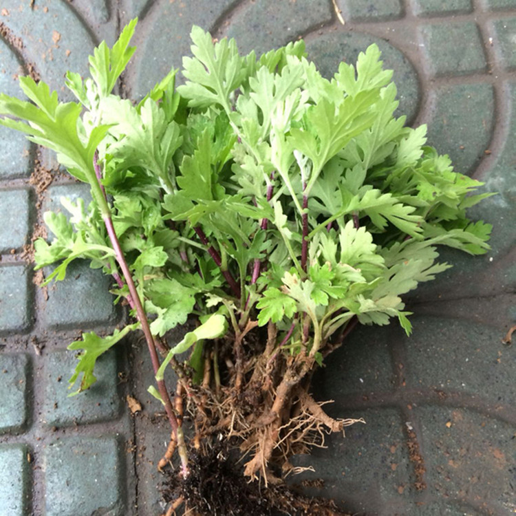 菊花苗富家基地种植育苗供应