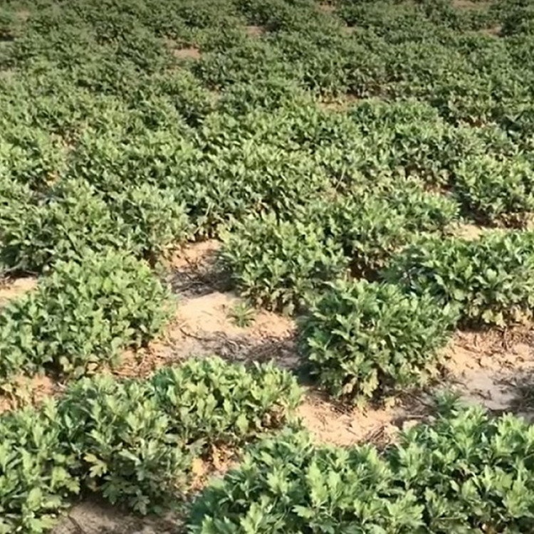 菊花苗价格伟乐菊花苗种植试验田供应