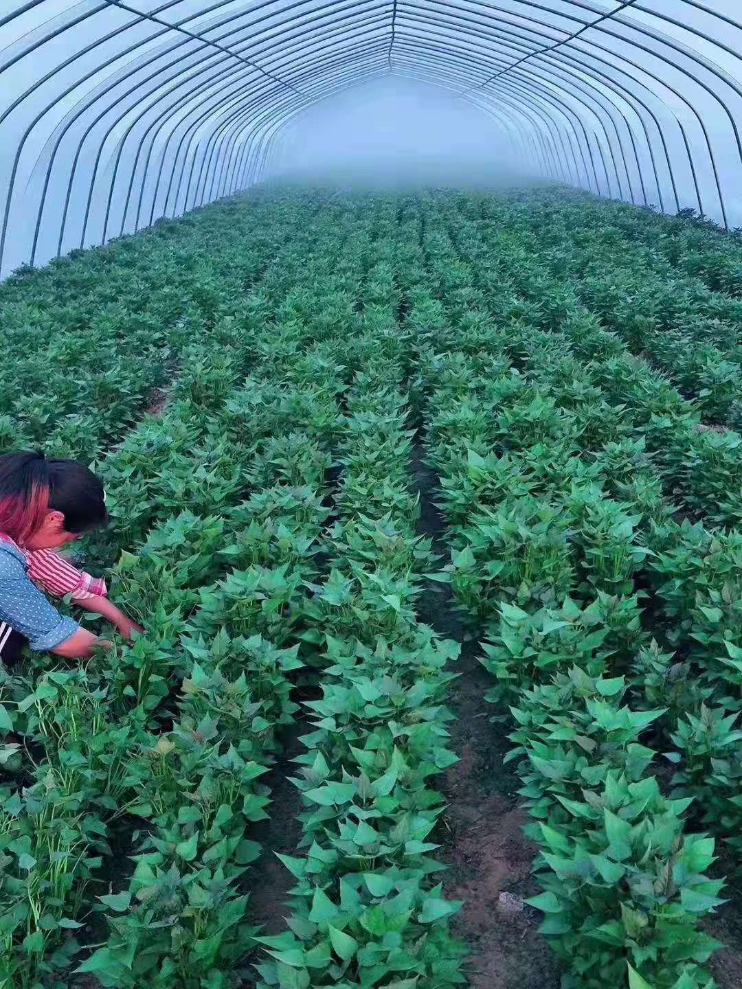脱毒红薯种苗大型红薯苗繁育基地5000万颗现货