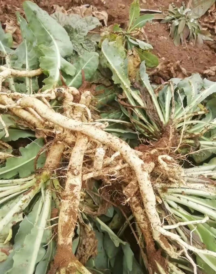 板蓝根种子种植新技术